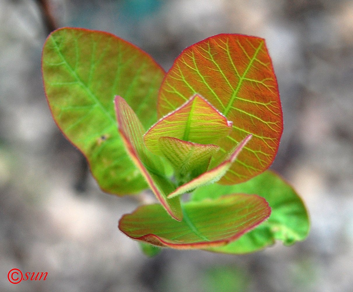 Изображение особи Cotinus coggygria.