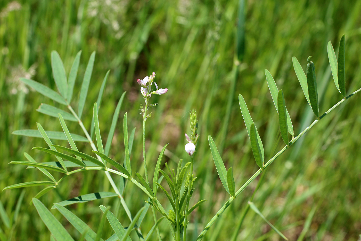 Image of Onobrychis pulchella specimen.