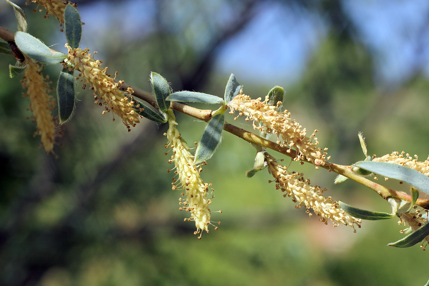 Изображение особи Salix niedzwieckii.