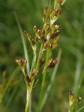 Juncus compressus. Соцветие. Украина, г. Запорожье, пос. Солнечный, балка. 22.05.2014.