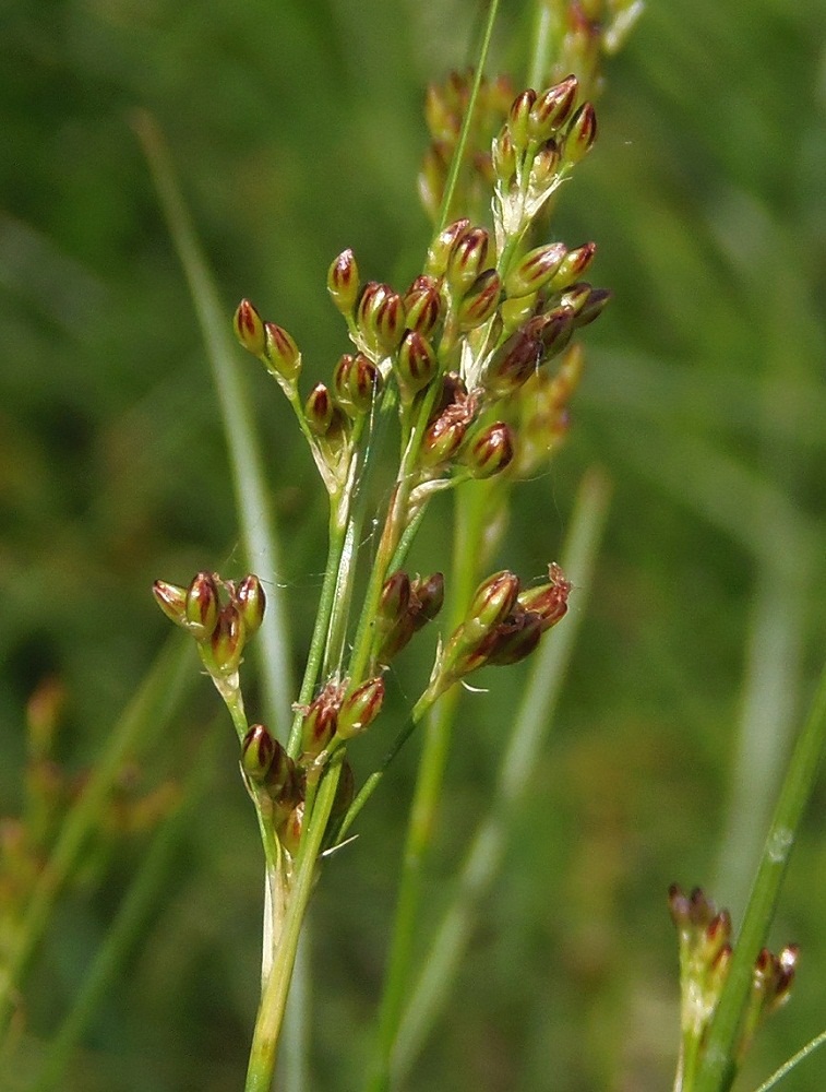 Изображение особи Juncus compressus.