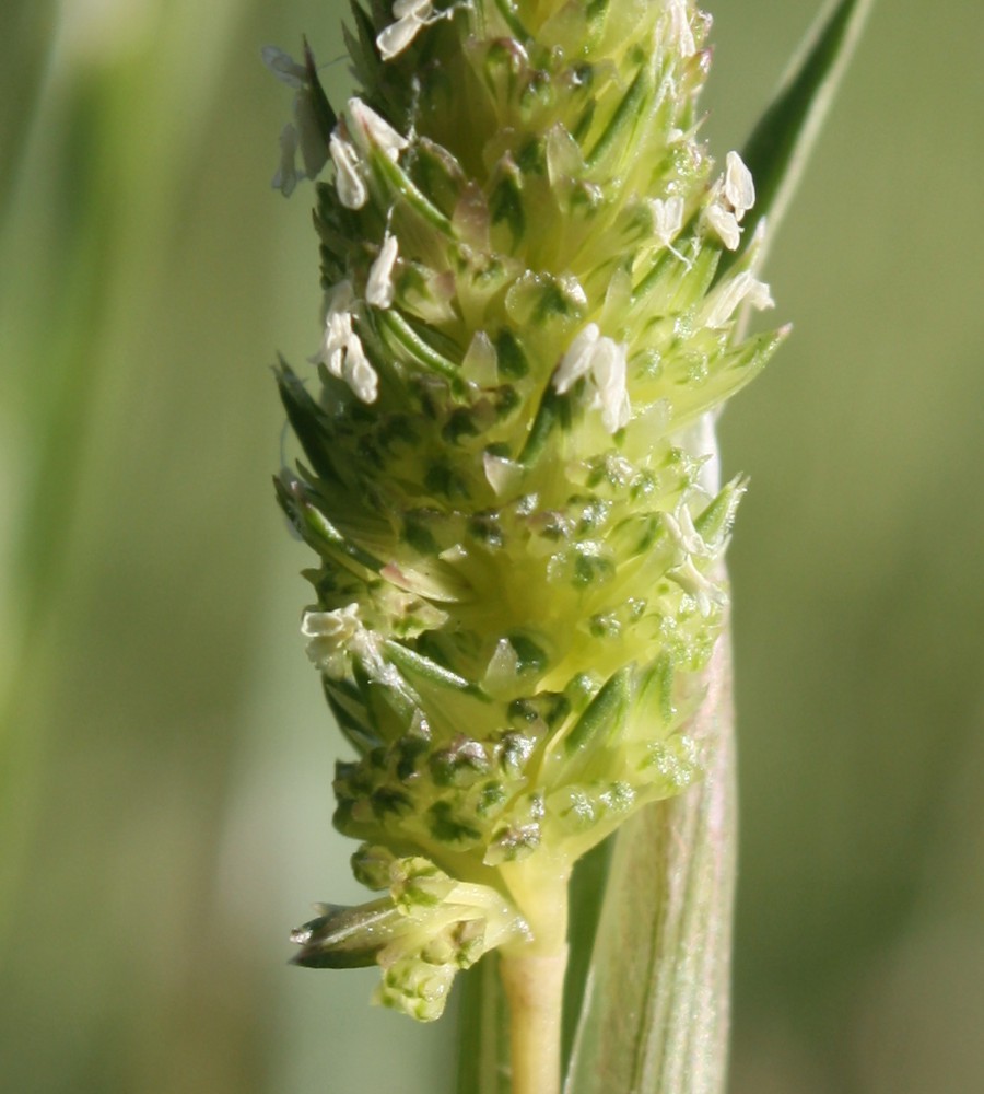 Изображение особи Phalaris paradoxa.