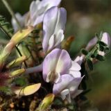 Astragalus dolichophyllus