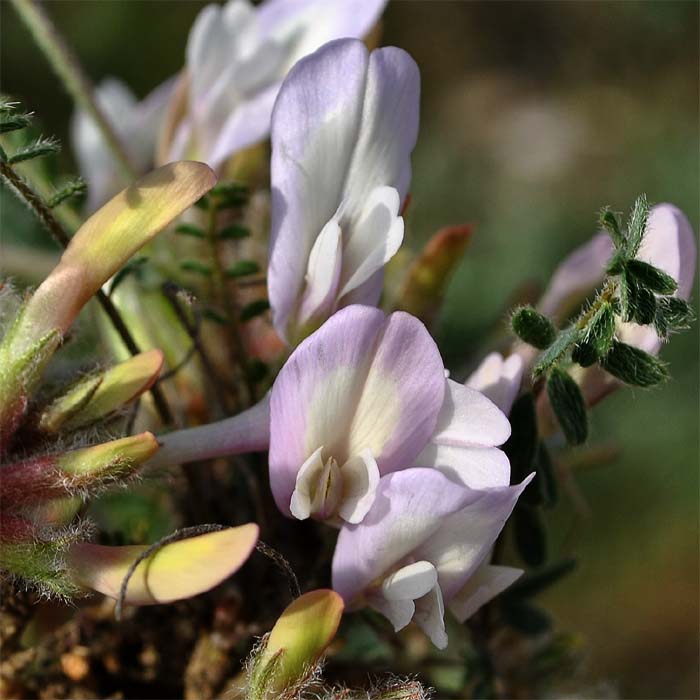 Image of Astragalus dolichophyllus specimen.