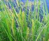 Carex rostrata