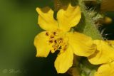Agrimonia eupatoria