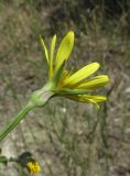 Tragopogon dasyrhynchus. Соцветие. Крым, окр. Феодосии, Баракольская долина, среди виноградников. 27 июня 2014 г.