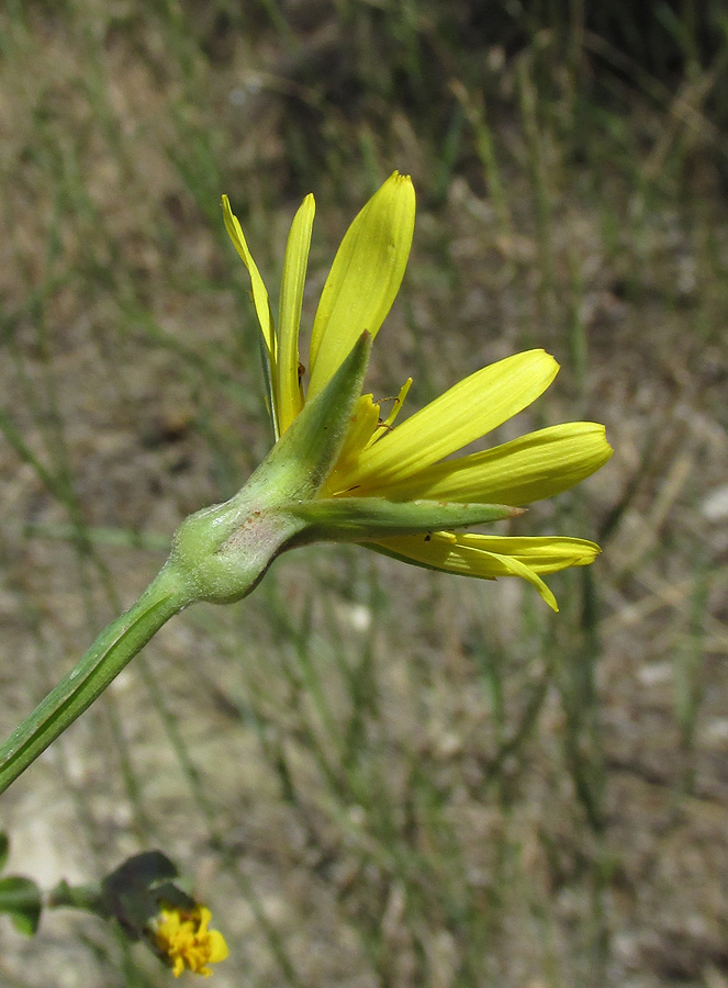 Image of Tragopogon dasyrhynchus specimen.