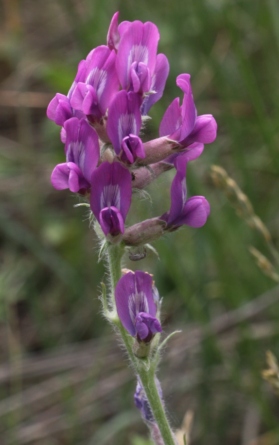 Image of Oxytropis ponomarjevii specimen.
