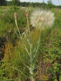 Tragopogon dubius. Плодоносящее растение. Татарстан, Бавлинский р-н. 04.07.2014.