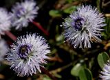 Globularia cordifolia