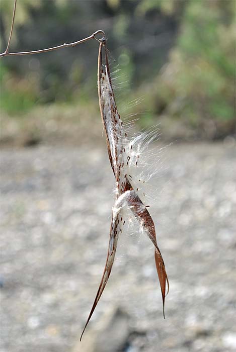 Image of Trachomitum sarmatiense specimen.