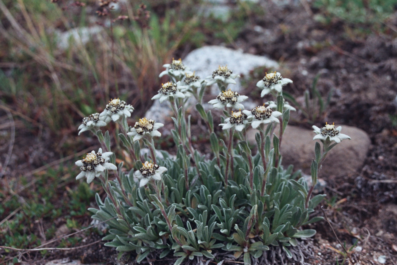 Image of Leontopodium fedtschenkoanum specimen.