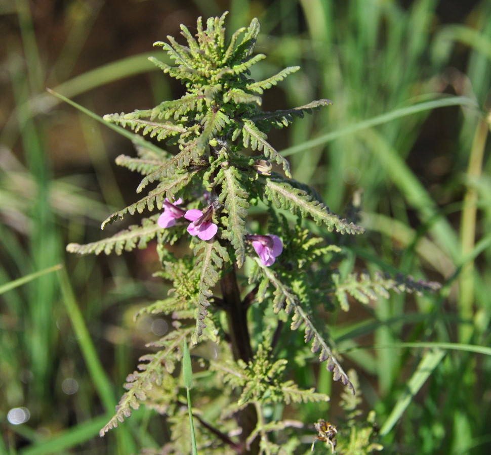 Изображение особи Pedicularis karoi.