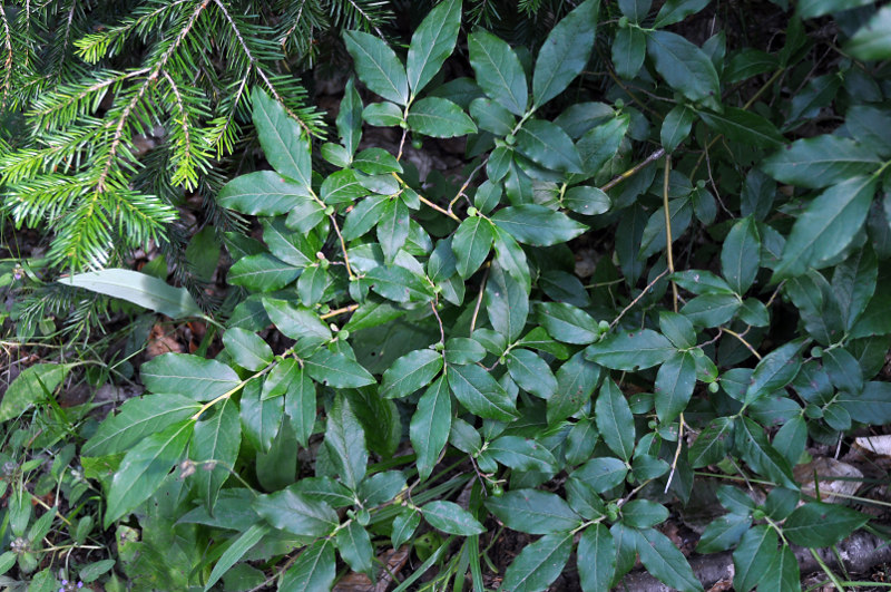 Image of Vaccinium arctostaphylos specimen.