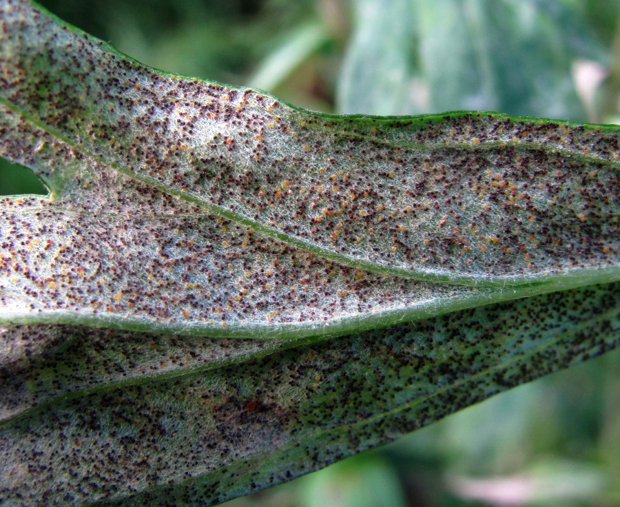 Image of Artemisia vulgaris specimen.