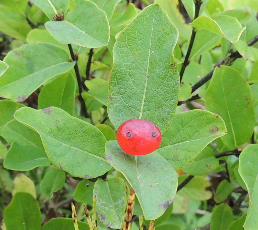 Image of Lonicera chamissoi specimen.