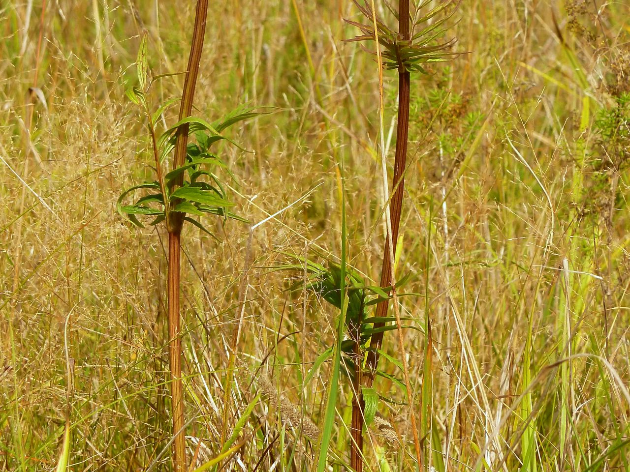 Изображение особи Valeriana officinalis.