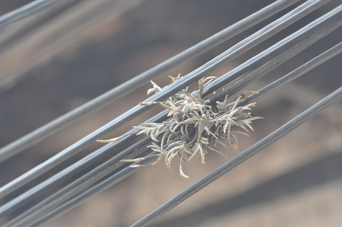 Изображение особи Tillandsia capillaris.