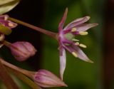 Allium schubertii