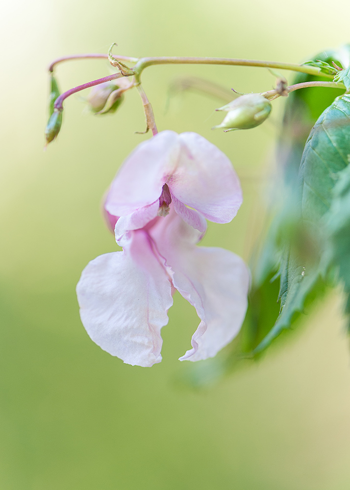 Image of Impatiens glandulifera specimen.