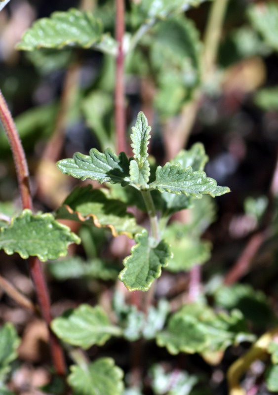 Изображение особи Scutellaria adenostegia.