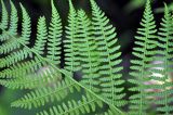 Athyrium filix-femina. Часть вайи с сорусами (вид снизу). Соловецкие острова, остров Большой Соловецкий. 10.07.2014.