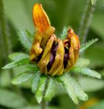 Rudbeckia hirta. Раскрывающееся соцветие. Германия, г. Крефельд, Ботанический сад. 06.09.2014.