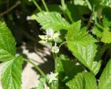 Rubus saxatilis