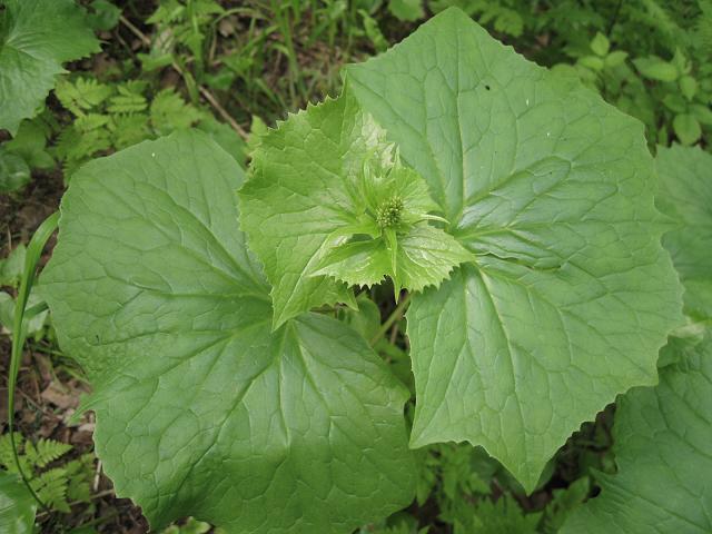 Изображение особи Diphylleia grayi.