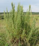 Artemisia abrotanum