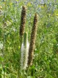 Plantago maxima