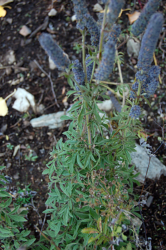 Изображение особи Schizonepeta multifida.