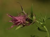 Melampyrum arvense