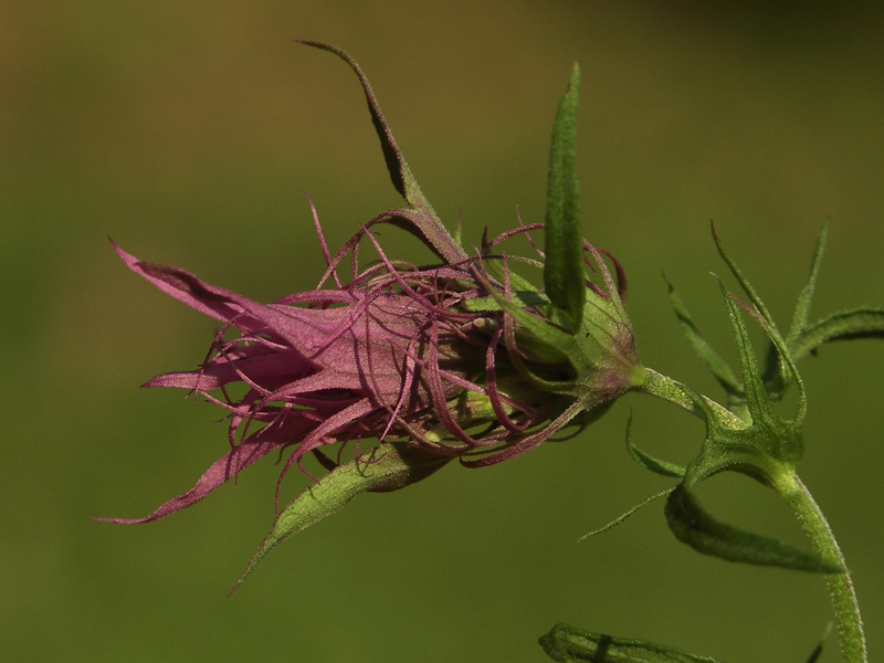 Image of Melampyrum arvense specimen.