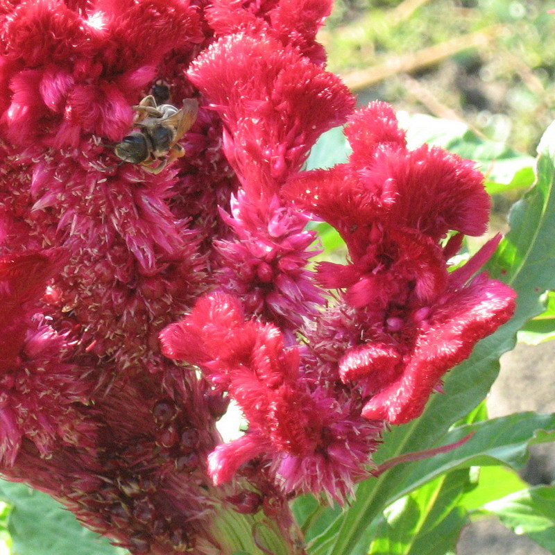 Image of Celosia cristata specimen.