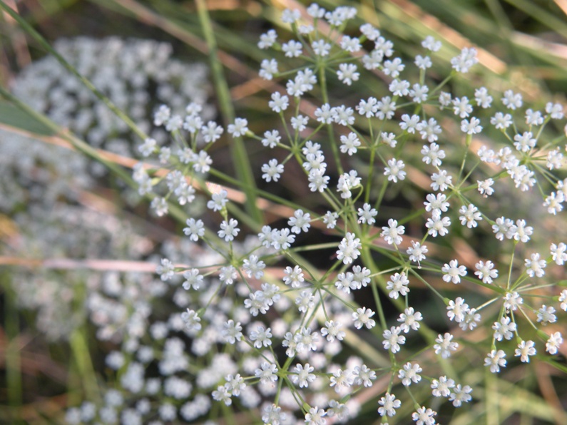 Image of Falcaria vulgaris specimen.