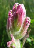 Castilleja rubra. Верхушка соцветия. Иркутская обл., Бодайбинский р-н, крутой залесённый склон с прогалинами. 21.07.2008.