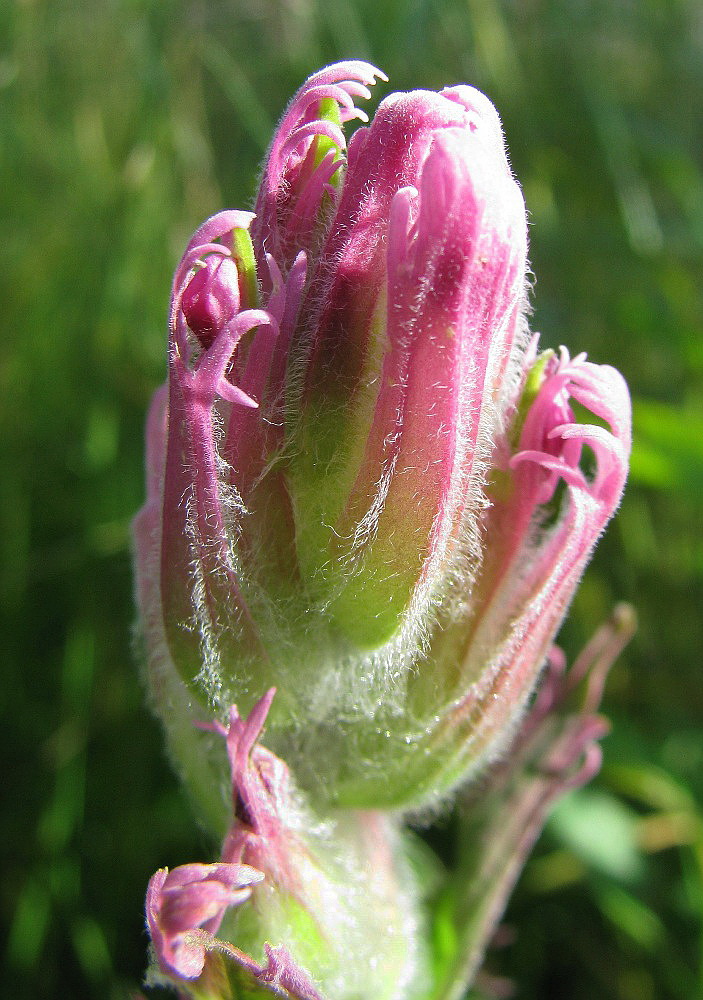 Image of Castilleja rubra specimen.