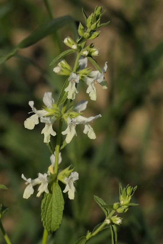Image of Stachys annua specimen.