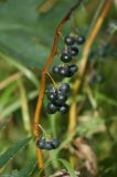 Polygonatum multiflorum. Побег со зрелыми плодами. Московская обл., Раменский р-н, окр. дер. Хрипань, дачный участок. 29.08.2009.