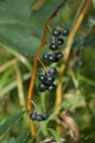 Polygonatum multiflorum