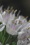 Allium nutans