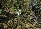 Erysimum leucanthemum