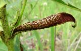 Cirsium setosum