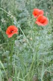 Papaver rhoeas