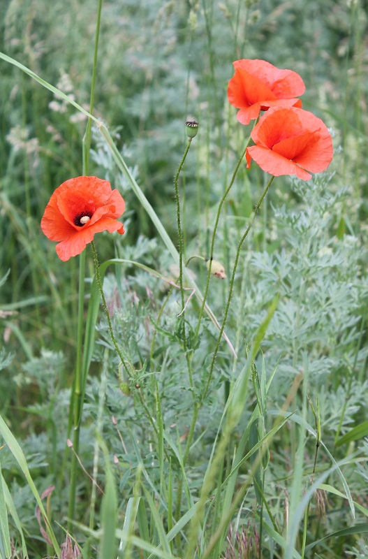 Изображение особи Papaver rhoeas.