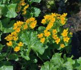 Caltha palustris. Верхушка цветущего растения с листьями. Московская обл., Раменский р-н, окр. дер. Хрипань, русло речки Хрипань. 09.05.2015.