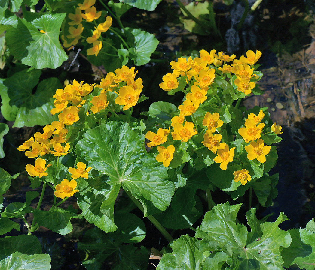 Изображение особи Caltha palustris.