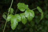 Clematis vitalba. Часть стебля с листом. Черногория, окр. пос. Пржно (Pržno), обочина дороги, на зарослях колючих кустарников и лиан. 17.10.2014.